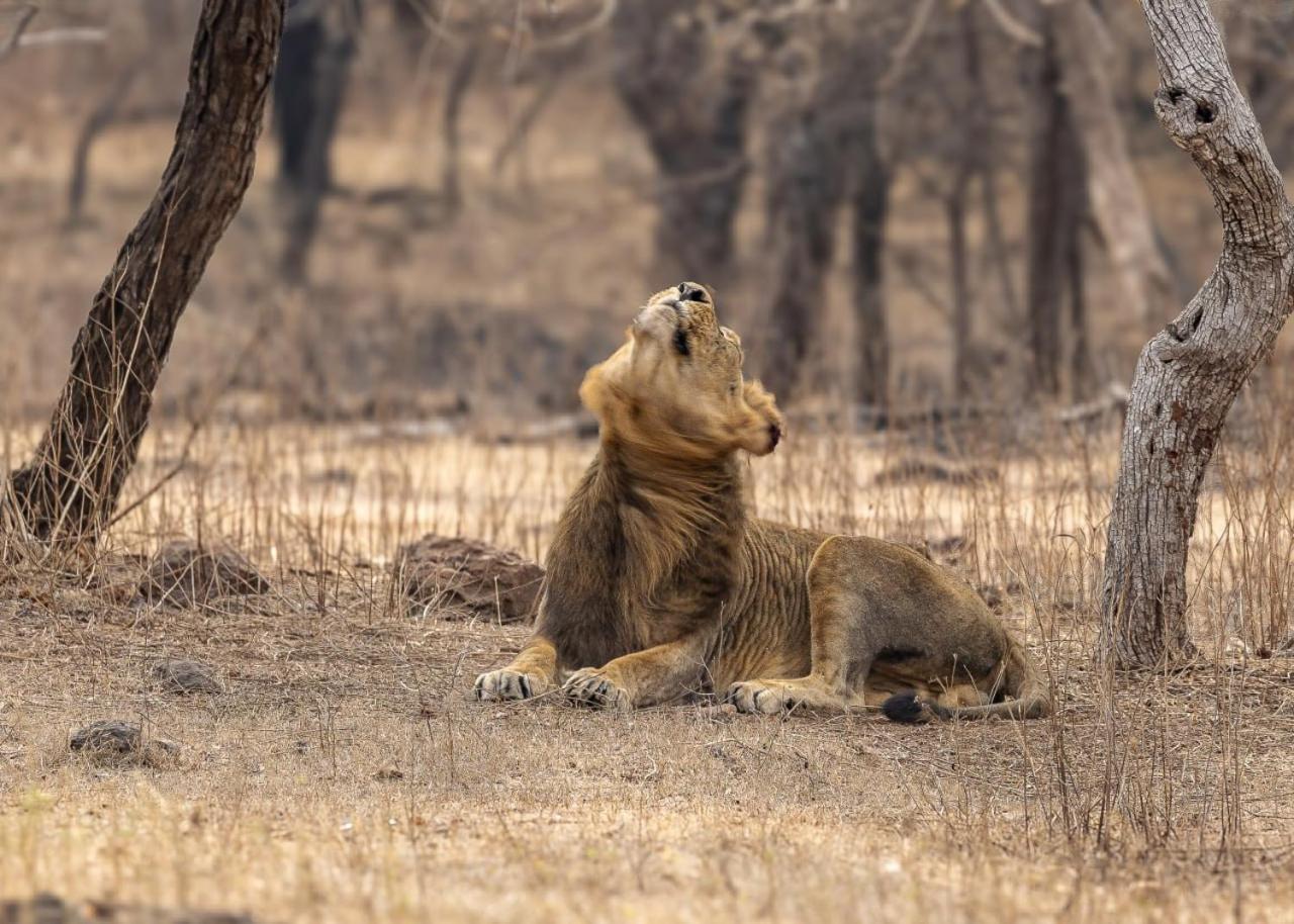 Gir Birding Lodge Sasan Gir Esterno foto