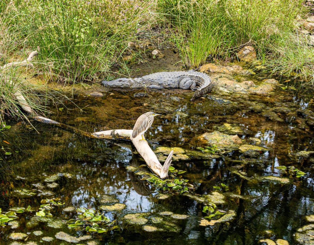 Gir Birding Lodge Sasan Gir Esterno foto