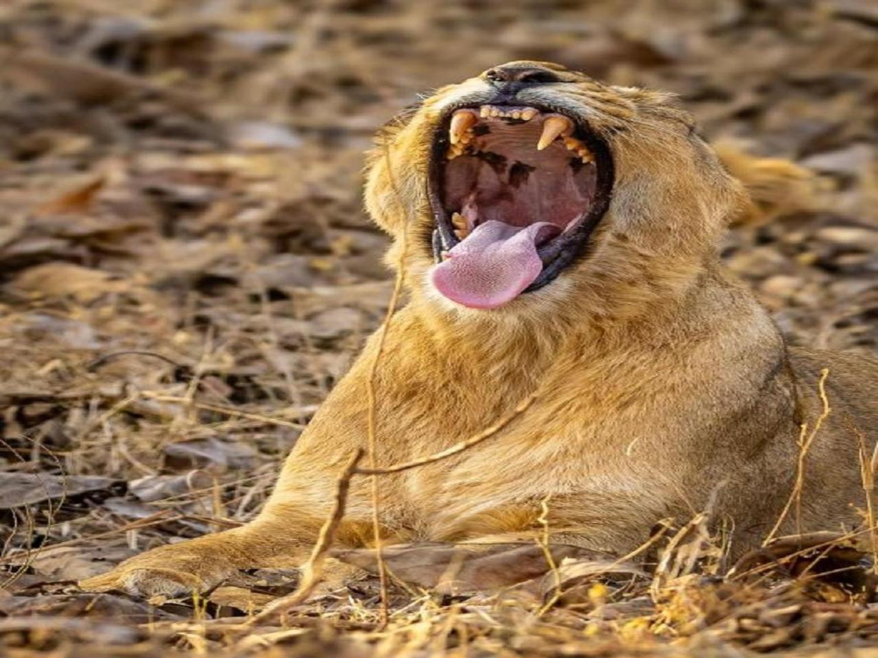 Gir Birding Lodge Sasan Gir Esterno foto