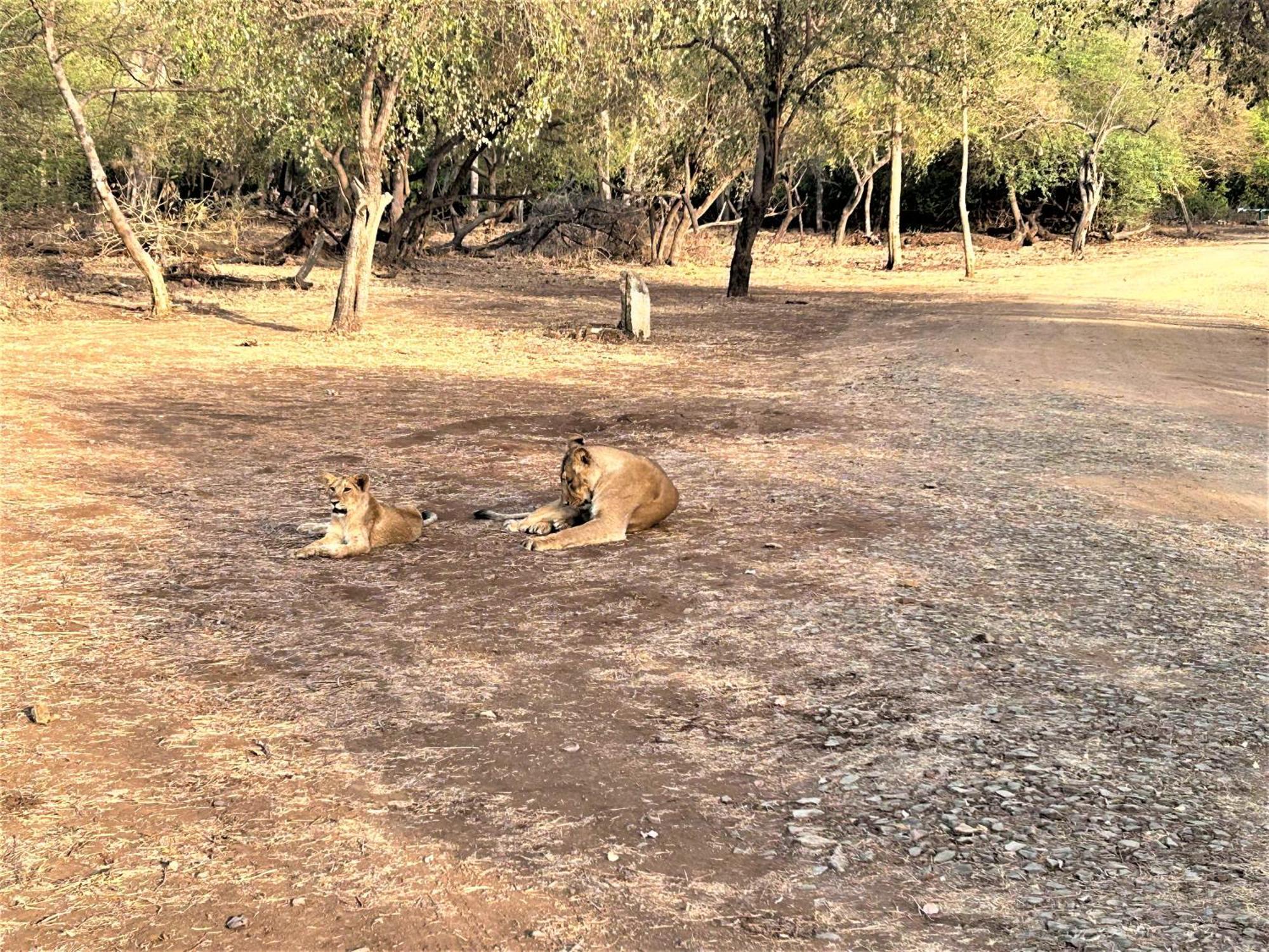 Gir Birding Lodge Sasan Gir Esterno foto